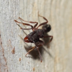 Rhytidoponera tasmaniensis at Hackett, ACT - 7 Jul 2019 12:47 PM