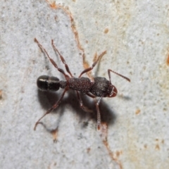 Rhytidoponera tasmaniensis at Hackett, ACT - 7 Jul 2019 12:47 PM