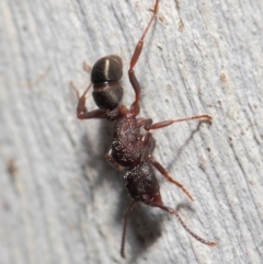 Rhytidoponera tasmaniensis at Hackett, ACT - 7 Jul 2019