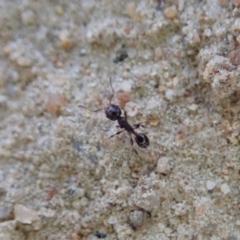 Pheidole sp. (genus) (Seed-harvesting ant) at Mount Painter - 9 Jul 2019 by CathB