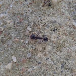 Pheidole sp. (genus) at Cook, ACT - 9 Jul 2019 02:24 PM