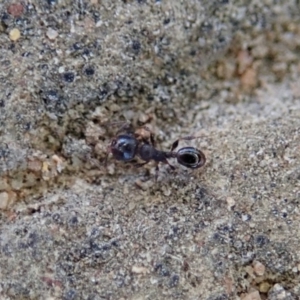 Pheidole sp. (genus) at Cook, ACT - 9 Jul 2019