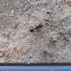 Pheidole sp. (genus) at Cook, ACT - 9 Jul 2019 02:24 PM