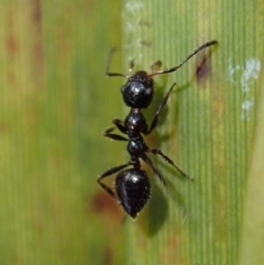 Myrmecorhynchus emeryi (Possum Ant) at Dunlop, ACT - 4 Jul 2019 by CathB