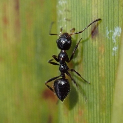 Myrmecorhynchus emeryi (Possum Ant) at Aranda Bushland - 4 Jul 2019 by CathB