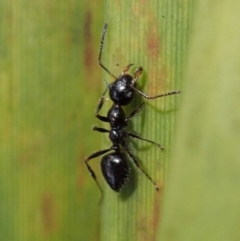 Myrmecorhynchus emeryi at Dunlop, ACT - 4 Jul 2019