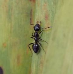 Myrmecorhynchus emeryi at Dunlop, ACT - 4 Jul 2019