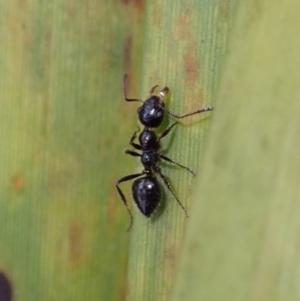 Myrmecorhynchus emeryi at Dunlop, ACT - 4 Jul 2019