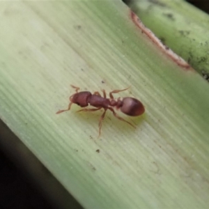 Colobostruma sp. (genus) at Dunlop, ACT - 4 Jul 2019