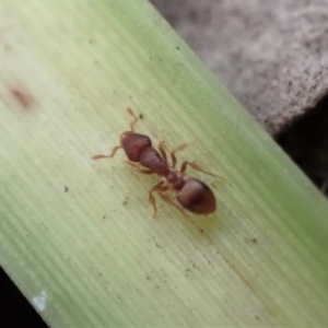 Colobostruma sp. (genus) at Dunlop, ACT - 4 Jul 2019