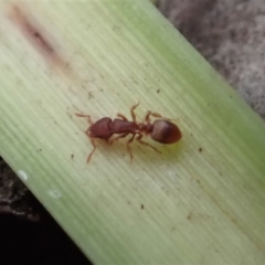 Colobostruma sp. (genus) at Dunlop, ACT - 4 Jul 2019