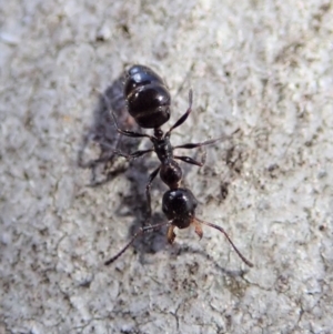 Myrmecorhynchus emeryi at Aranda, ACT - 21 Jun 2019 03:34 PM