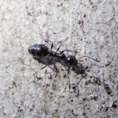 Myrmecorhynchus emeryi at Aranda, ACT - 21 Jun 2019 03:34 PM