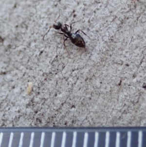 Myrmecorhynchus emeryi at Aranda, ACT - 21 Jun 2019 03:34 PM