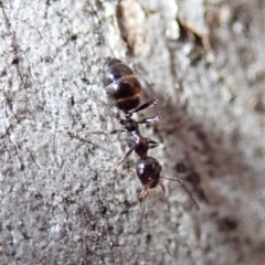 Myrmecorhynchus emeryi at Aranda, ACT - 21 Jun 2019 03:34 PM