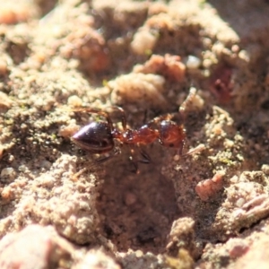 Crematogaster sp. (genus) at Cook, ACT - 7 Jun 2019 03:25 PM