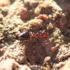 Crematogaster sp. (genus) (Acrobat ant, Cocktail ant) at Mount Painter - 7 Jun 2019 by CathB