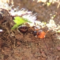 Crematogaster sp. (genus) at Cook, ACT - 7 Jun 2019 03:25 PM