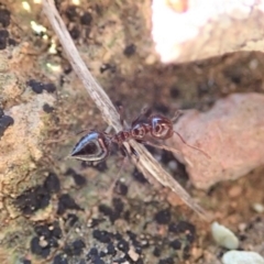 Crematogaster sp. (genus) at Cook, ACT - 7 Jun 2019 03:25 PM