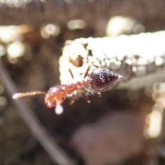 Crematogaster sp. (genus) at Cook, ACT - 7 Jun 2019 03:25 PM