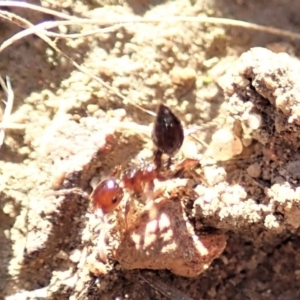 Crematogaster sp. (genus) at Cook, ACT - 7 Jun 2019 03:25 PM