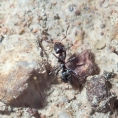 Anonychomyrma sp. (genus) (Black Cocktail Ant) at Mount Painter - 3 Jul 2019 by CathB