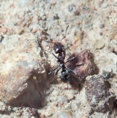 Anonychomyrma sp. (genus) (Black Cocktail Ant) at Mount Painter - 3 Jul 2019 by CathB