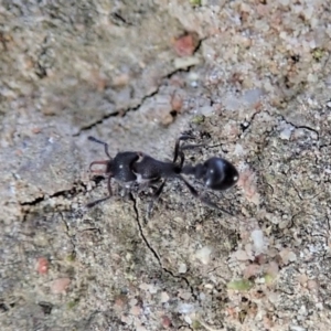 Epopostruma sp. (genus) at Cook, ACT - 3 Jul 2019