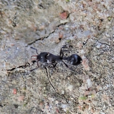 Epopostruma sp. (genus) at Cook, ACT - 3 Jul 2019 by CathB