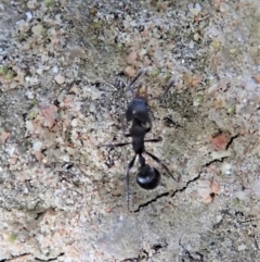 Epopostruma sp. (genus) at Cook, ACT - 3 Jul 2019 02:39 PM