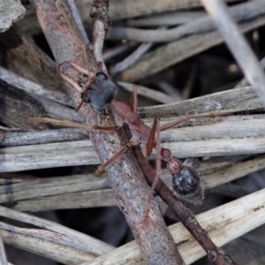 Myrmecia nigriceps at Dunlop, ACT - 6 Jul 2019 03:33 PM