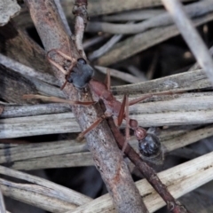 Myrmecia nigriceps (Black-headed bull ant) at Dunlop, ACT - 6 Jul 2019 by CathB
