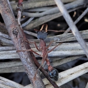 Myrmecia nigriceps at Dunlop, ACT - 6 Jul 2019 03:33 PM