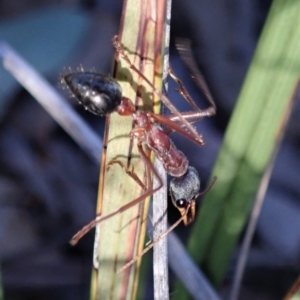 Myrmecia nigriceps at Dunlop, ACT - 6 Jul 2019 03:33 PM