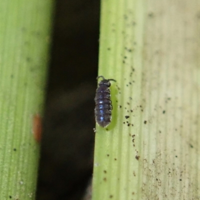 Collembola (class) (Springtail) at Dunlop, ACT - 4 Jul 2019 by CathB