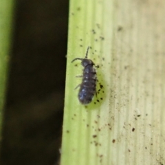 Collembola sp. (class) at Dunlop, ACT - 4 Jul 2019 04:24 PM