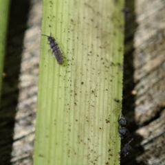 Collembola sp. (class) at Dunlop, ACT - 4 Jul 2019 04:24 PM