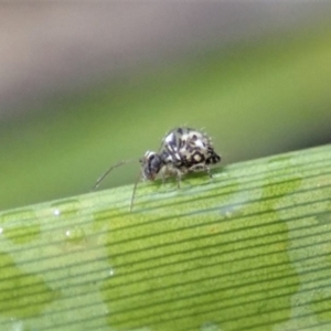 Symphypleona sp. (order) at Dunlop, ACT - 5 Jul 2019 04:14 PM