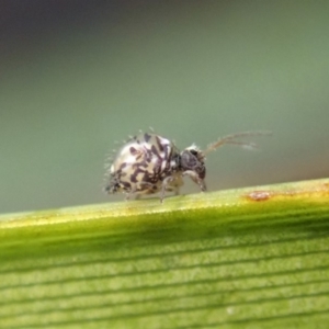 Symphypleona sp. (order) at Dunlop, ACT - 5 Jul 2019 04:14 PM