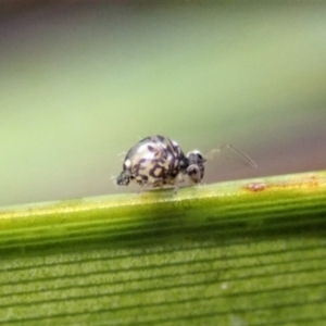 Symphypleona sp. (order) at Dunlop, ACT - 5 Jul 2019 04:14 PM