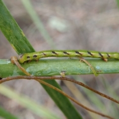 Geometridae (family) IMMATURE (Unidentified IMMATURE Geometer moths) at Cook, ACT - 5 Jul 2019 by CathB