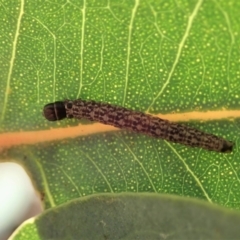 Lepidoptera unclassified IMMATURE (caterpillar or pupa or cocoon) at Cook, ACT - 3 Jul 2019 by CathB