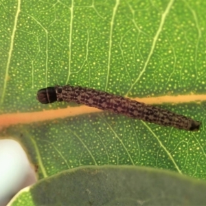 Lepidoptera unclassified IMMATURE at Cook, ACT - 3 Jul 2019 02:17 PM