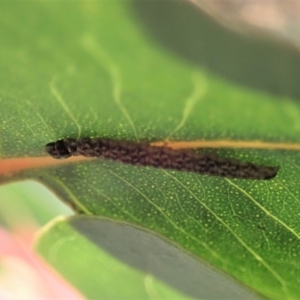 Lepidoptera unclassified IMMATURE at Cook, ACT - 3 Jul 2019 02:17 PM