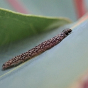 Lepidoptera unclassified IMMATURE at Cook, ACT - 3 Jul 2019 02:17 PM