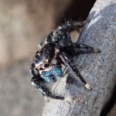 Jotus auripes (Jumping spider) at Dunlop, ACT - 6 Jul 2019 by CathB