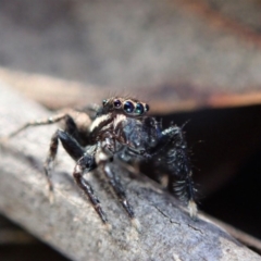 Jotus auripes at Dunlop, ACT - 6 Jul 2019 04:06 PM