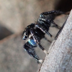 Jotus auripes at Dunlop, ACT - 6 Jul 2019 04:06 PM
