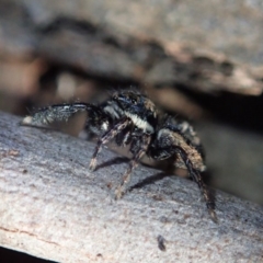 Jotus auripes at Dunlop, ACT - 6 Jul 2019 04:06 PM