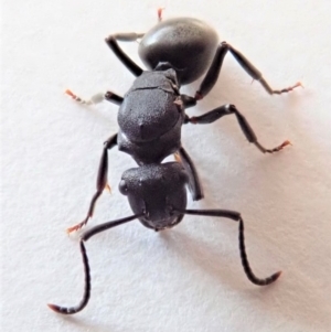 Polyrhachis sp. (genus) at Cook, ACT - 7 Jul 2019 04:37 PM